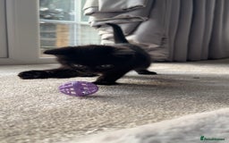 British Shorthair cats for sale: British Blue x kittens - Image 3