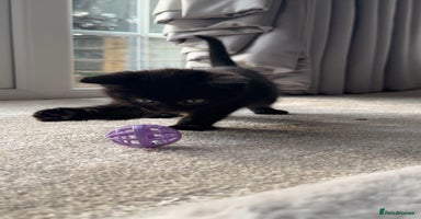 British Shorthair cats - Advert 9