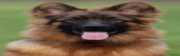 German Shepherd dogs for sale: Outstanding German import long coat male available - Advert 1