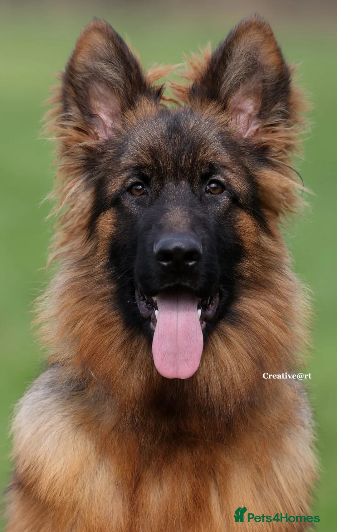 German Shepherd dogs for sale: Outstanding German import long coat male available - Advert 1