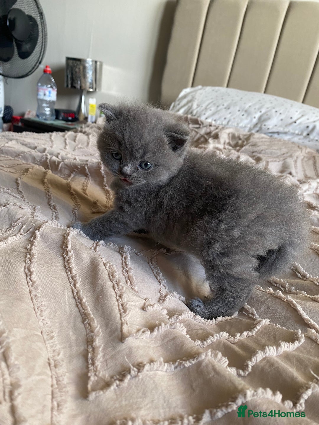 British Shorthair cats for sale: British blue shorthaired kittens  - Advert 7
