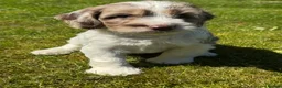 Cockapoo dogs for sale: BEAUTIUFL MIXED LITTER OF F1 COCKERPOOS - Advert 21