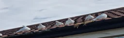 Pigeons birds for sale: White tumbler pigeons  - Advert 2