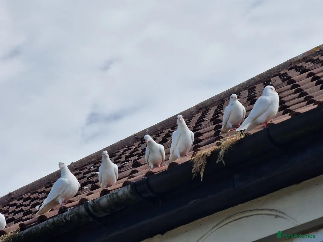 Pigeons birds for sale: White tumbler pigeons  - Advert 2