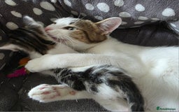 Mixed Breed cats for sale: Boy kitten - Image 4