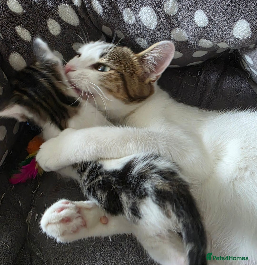 Mixed Breed cats for sale: Boy kitten - Image 4