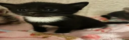 Domestic Shorthair cats for sale: Tuxedo male kitten 🐈‍⬛  - Advert 13