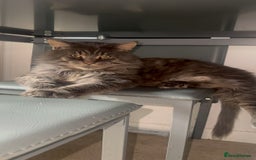 Maine Coon cats for stud: HUGE TICA Active Championship male stud - Image 1