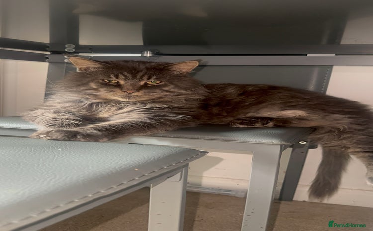 Maine Coon cats for stud - Advert 2