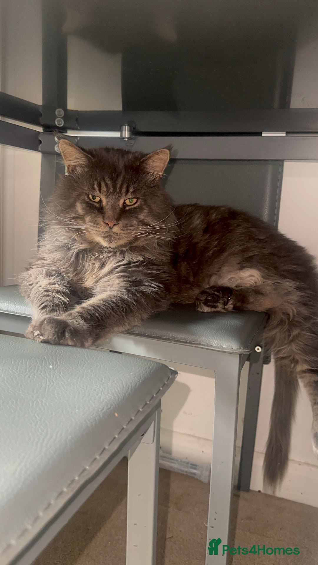 Maine Coon cats for stud: HUGE TICA Active Championship male stud - Image 1