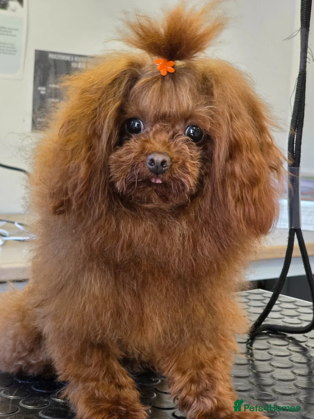 Toy Poodle dogs for stud: Asian poodle boy - Advert 1