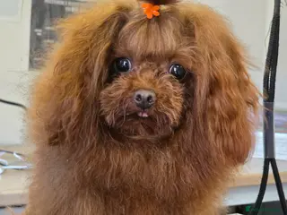 Toy Poodle dogs Asian poodle boy - Advert 5