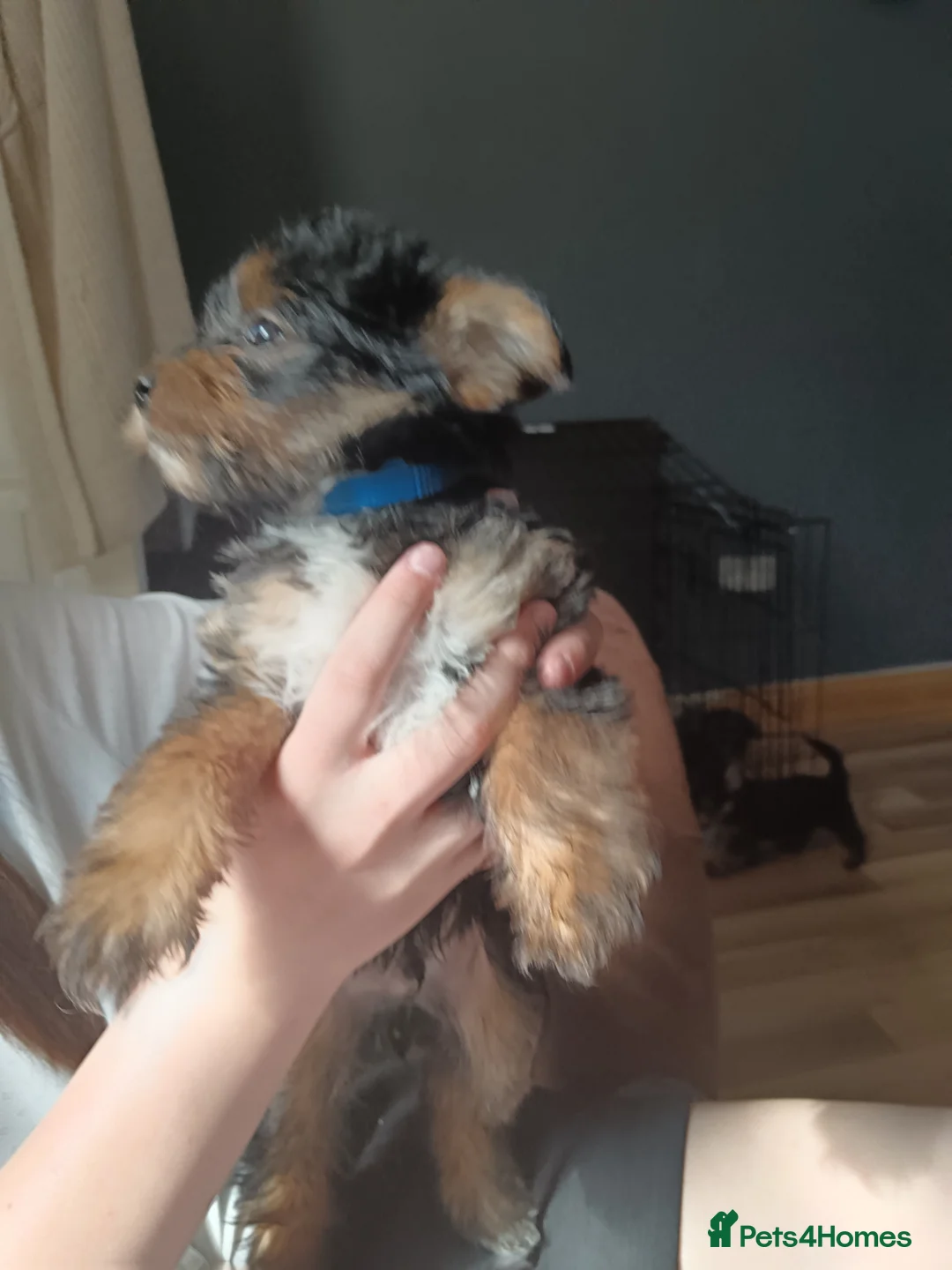 Yorkshire Terrier dogs for sale: Yorkshire terrier puppies  - Advert 19