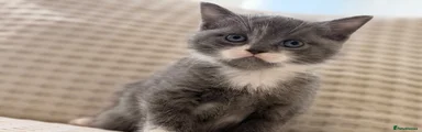 British Shorthair 2
