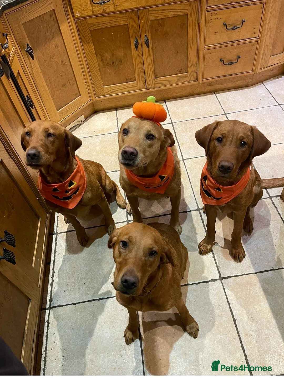 Labrador Retriever dogs for stud: Stunning KC dark Fox Red stud in Ware - Advert 4