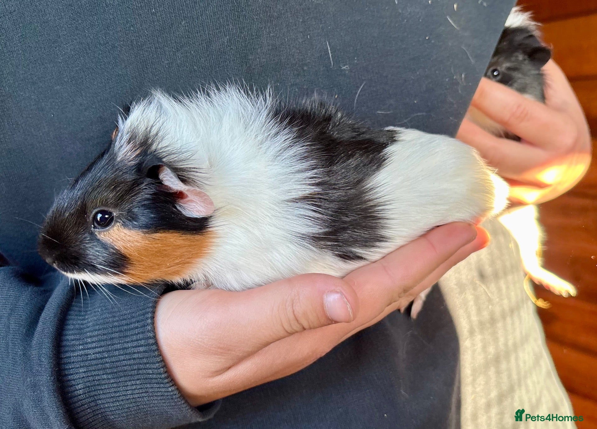 Guinea Pig rodents for sale: Baby Guinea Pigs for sale  - Advert 5