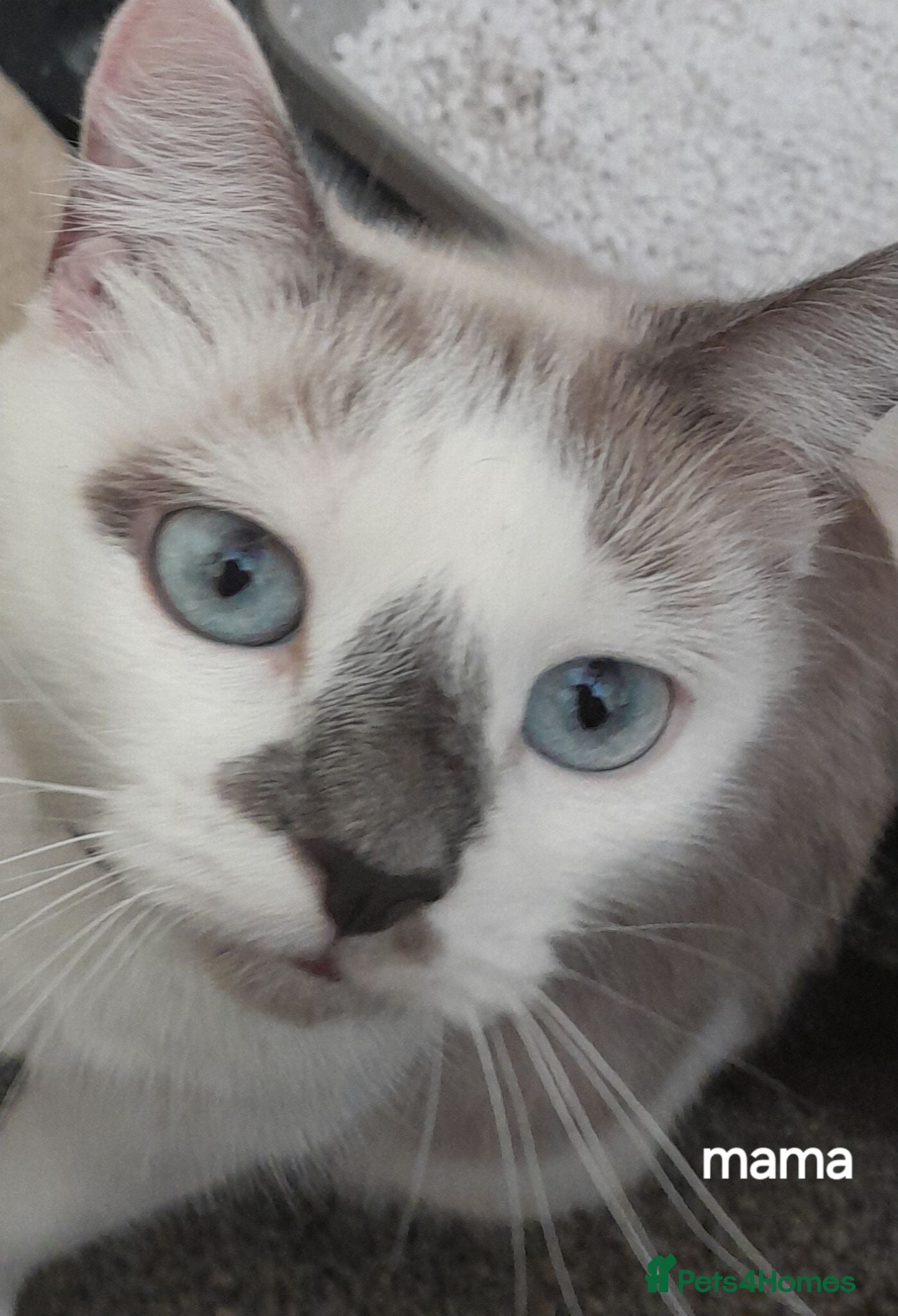 Siamese cats Siamese cross British Short Hair fluffy kittens - Advert 1