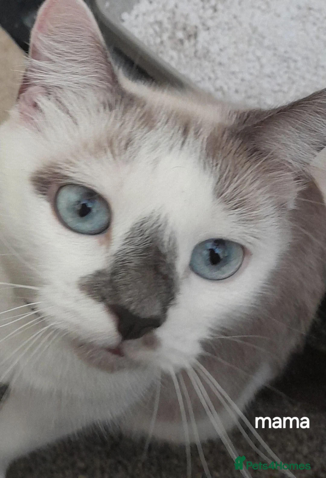 Siamese cats for sale: Siamese cross British Short Hair fluffy kittens - Advert 1
