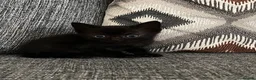 Mixed Breed cats for sale: 9 week old kittens  - Advert 4