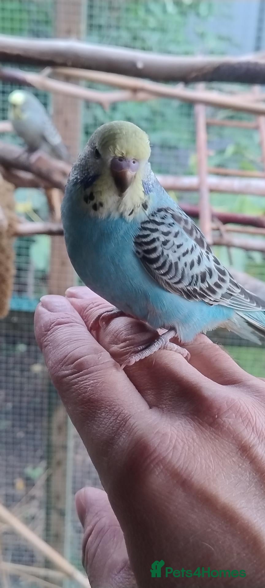 Budgerigars birds Baby budgies, easily tamed. Mixed colours - Advert 20
