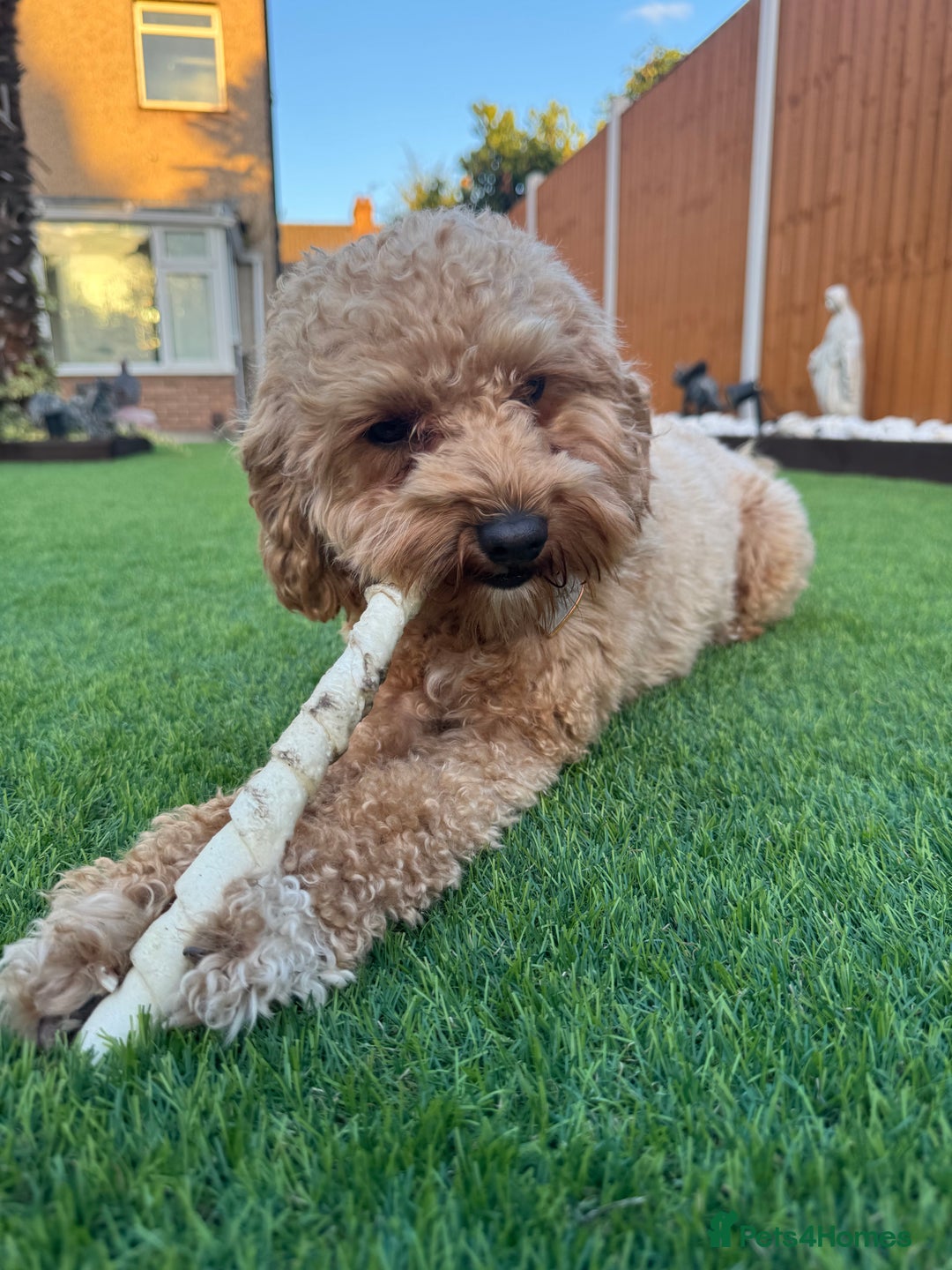Cavapoochon dogs for sale: Cavapoochon for Re-homing 🐾💕 - Advert 5