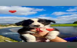 Border Collie dogs for sale: Pure bred, beautiful Border Collie puppies 🖤🤍🐾 - Image 20