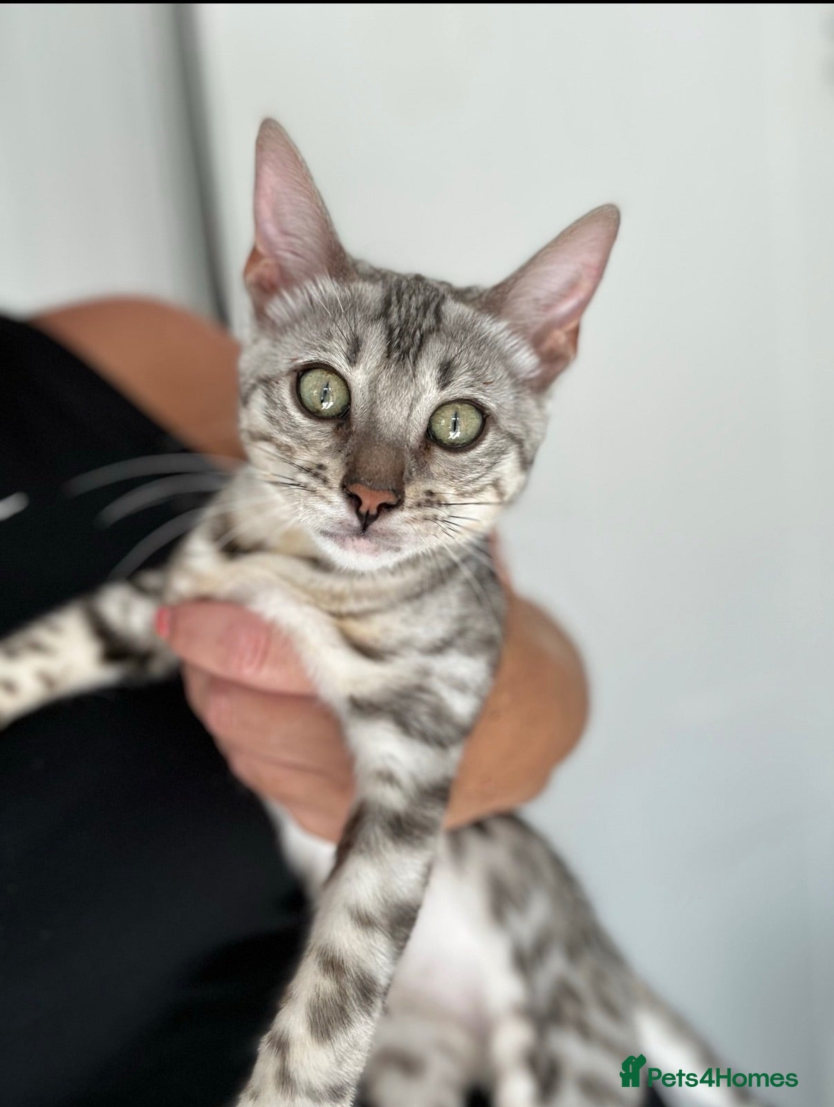 Bengal cats Stunning Silver Bengal Queen Registered, Active  - Advert 11