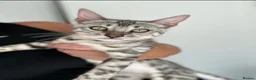 Bengal cats for sale: Stunning Silver Bengal Queen Registered, Active  - Advert 5