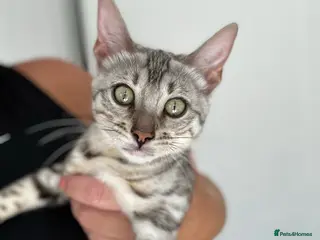 Bengal cats Stunning Silver Bengal Queen Registered, Active - Advert 11