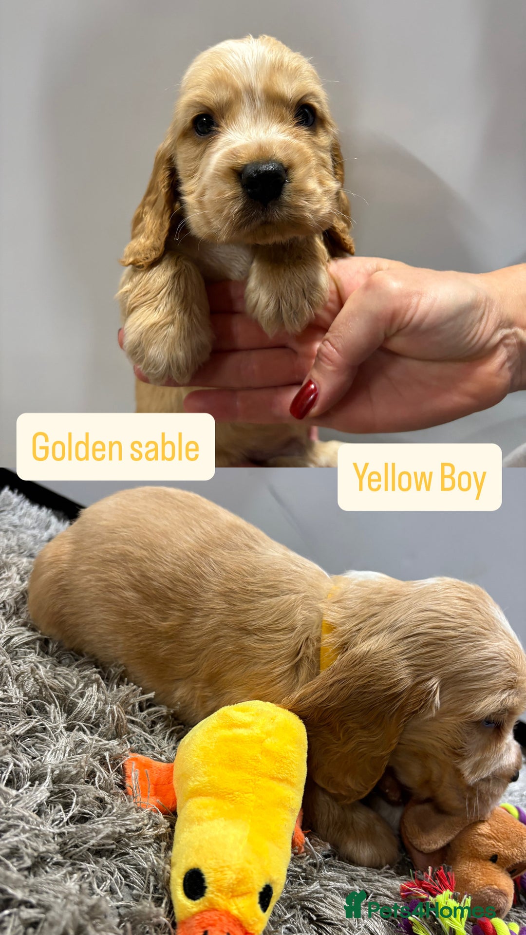 Cocker Spaniel dogs for sale: ✨STUNNING SABLE SHOW TYPE COCKER SPANIEL PUPPIES✨ - Advert 6