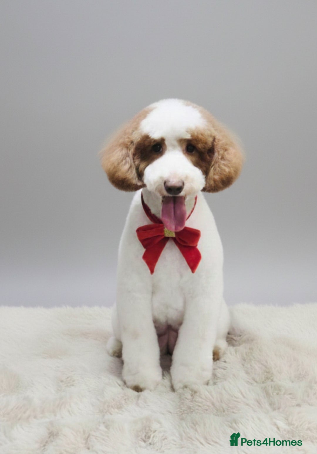 Double Doodle dogs for sale: Parti Double Doodles🐾  - Advert 10