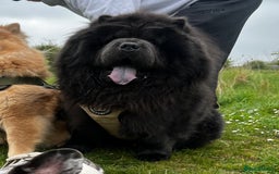 Chow Chow dogs for stud: Blue Chow Chow Stud | Can Travel - Image 3