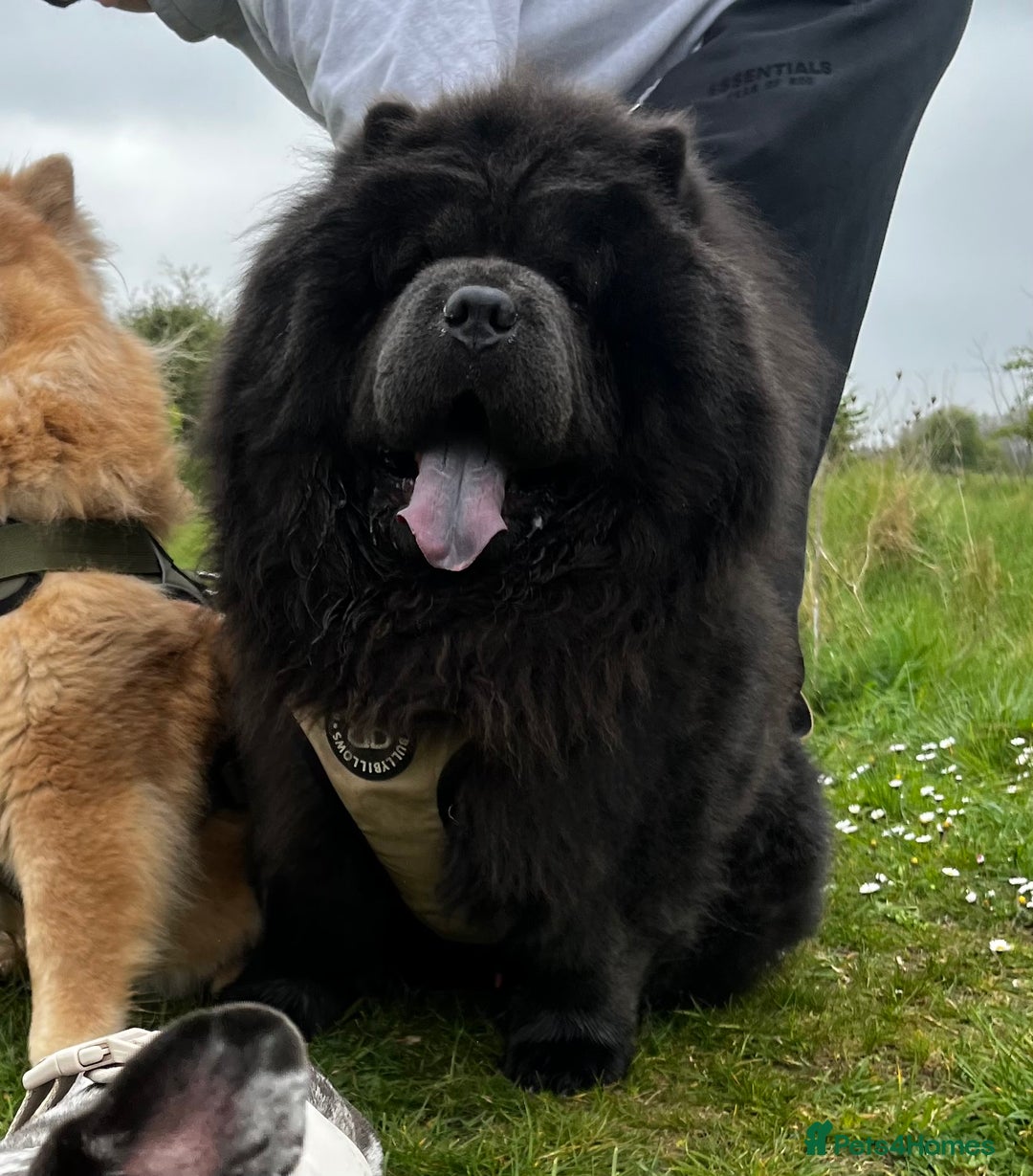 Chow Chow dogs for stud: Blue Chow Chow Stud | Can Travel - Image 3