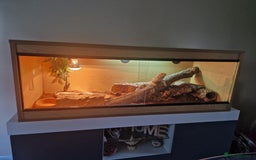 Bearded Dragon reptiles for sale: Bearded Dragon for sale - Image 5
