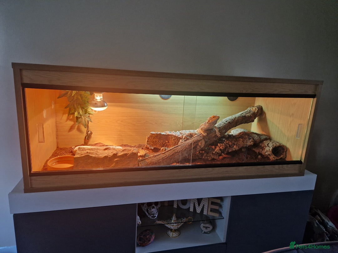 Bearded Dragon reptiles for sale: Bearded Dragon for sale - Image 5
