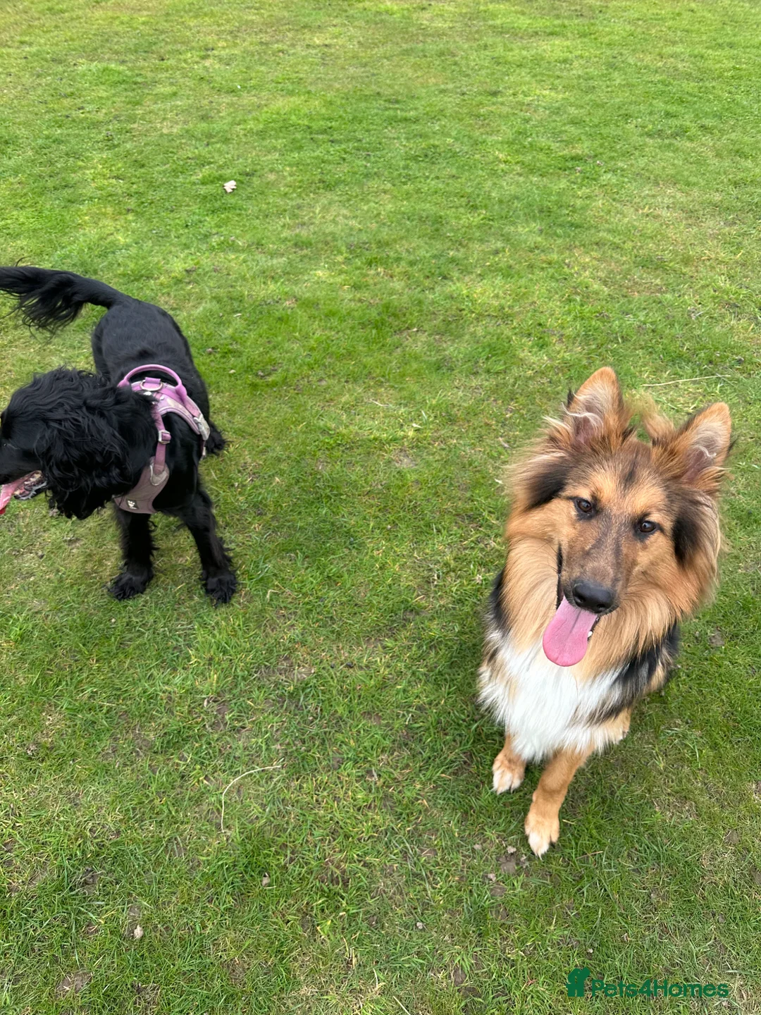 Mixed Breed dogs for sale: Nala (gsd x rough collie cross) - Advert 3
