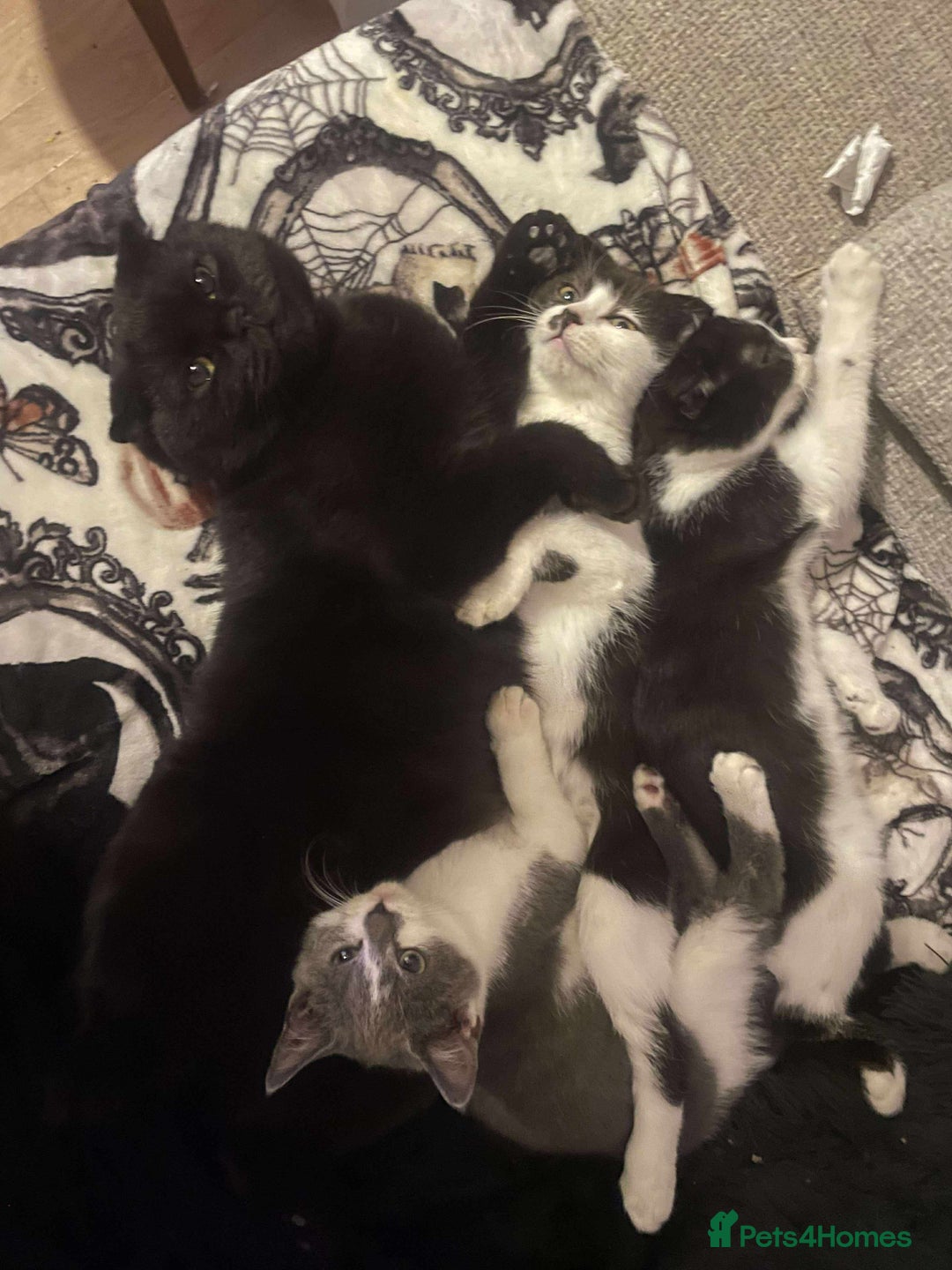 Scottish Fold cats for sale: 4 half Scottish fold kittens - Advert 6