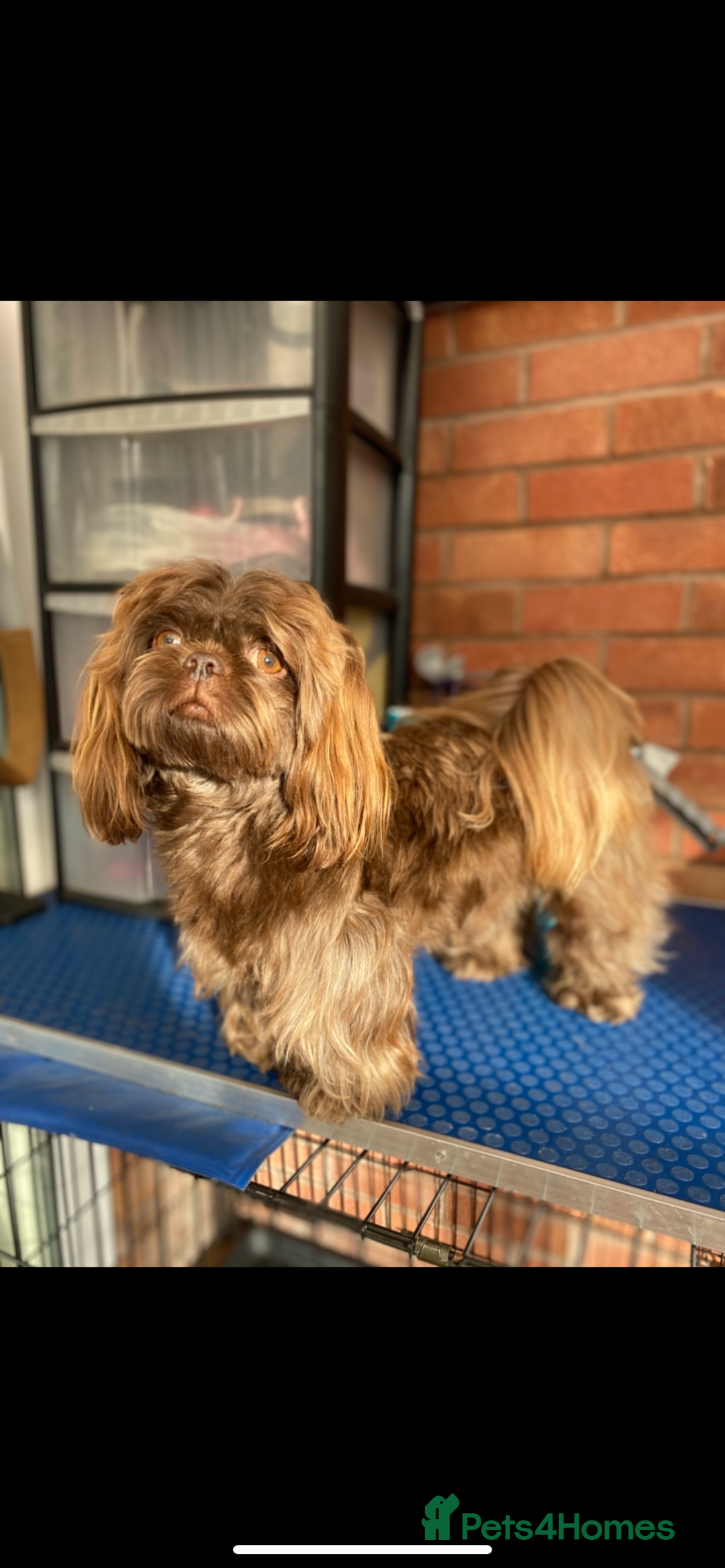 Shih Tzu dogs for sale: 😍 chocolate shihtzu😍 - Advert 5