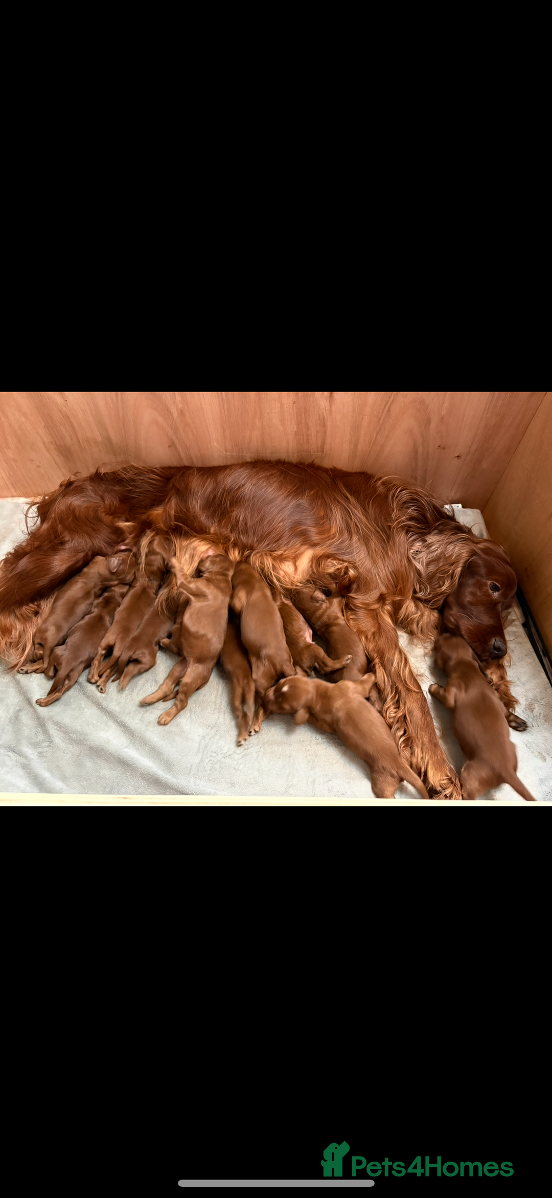 Irish Setter dogs for sale: ❤️🇮🇪Irish setter pups🇮🇪❤️ - Advert 12