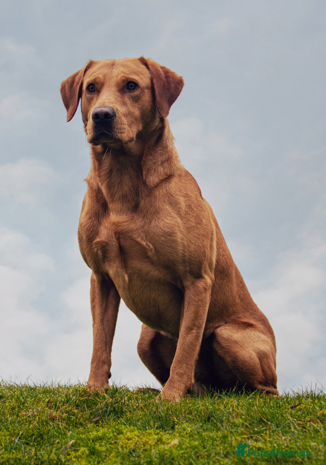 Labrador Retriever dogs for stud: Wiremoors Bram fox red Kc Reg & health tested dog - Advert 3