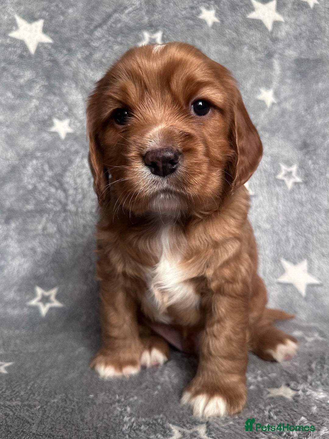 Mixed Breed dogs for sale: Golden Red Cockalier Puppies 1x boy 1x girl  - Advert 13