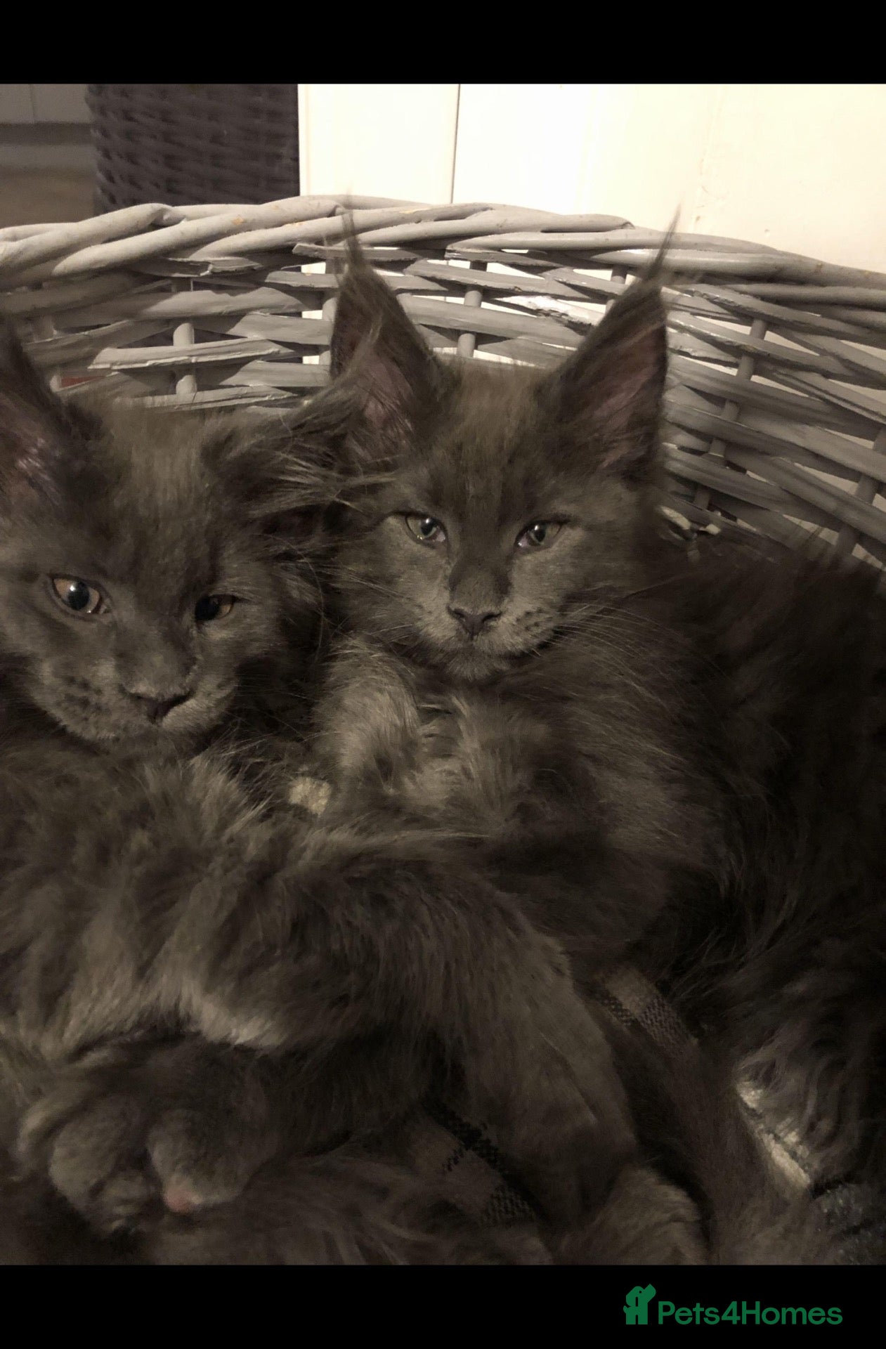 Maine Coon cats GCCF Registered MaineCoon Blue/Black Smoke & White - Advert 2