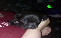 Mixed Breed dogs for sale: 6 beautiful black labrador x pocket bullie pups  - Image 3