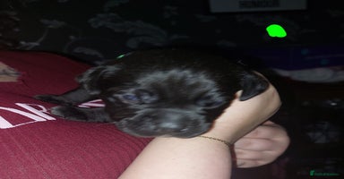 Mixed Breed dogs 6 beautiful labrador x pocket bullie pups  - Advert 1