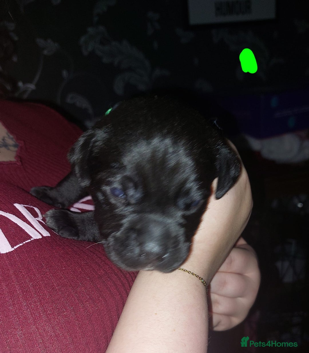 Mixed Breed dogs for sale: 6 beautiful black labrador x pocket bullie pups  - Image 3