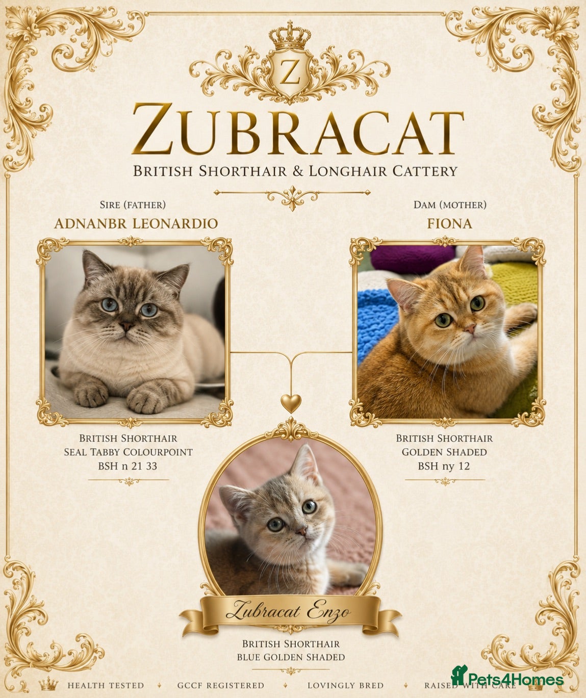British Shorthair cats Golden Blue 🦋BSH Boy  - Advert 2