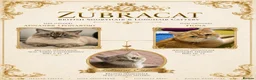 British Shorthair cats for sale: GCCF Golden Blue 🦋BSH Boy  - Advert 2