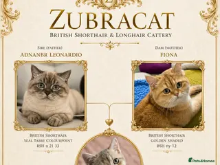 British Shorthair cats Golden Blue 🦋BSH Boy - Advert 2