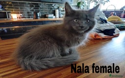 Maine Coon cats for sale: Polydactyl Russian blue Maine coon kittens  - Image 2
