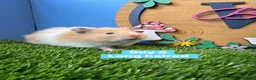 Hamster rodents for sale: Syrian Hamster Baby Boy Male Pedigree - Advert 3